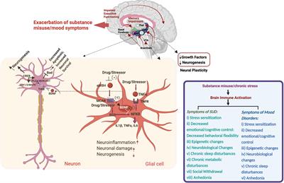 Inflammatory Markers in Substance Use and Mood Disorders: A Neuroimaging Perspective